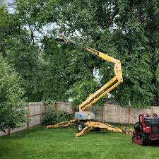 Best Fruit Tree Pruning  in Concord, CA